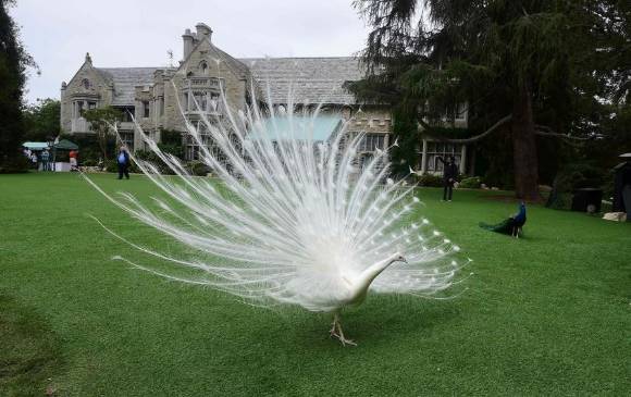 La mansión Playboy tiene licencia para albergar un zoológico. FOTO AP La mansión Playboy tiene licencia para albergar un zoológico. FOTO AP