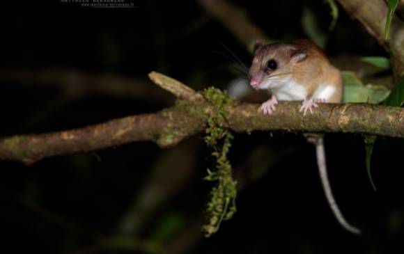 Ratón arborícola del género Nyctomys, una de las 14 especies nuevas halladas en Anorí. Foto cortesía Expedición Colombia Bio