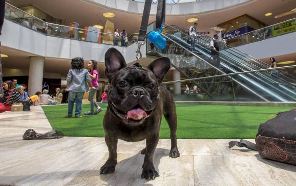 Mascotas Centros Comerciales
