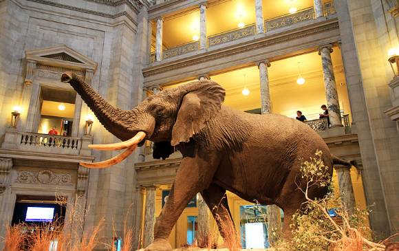 Museo de Historia Natural, EE. UU.FOTO Cortesía Ingfbruno