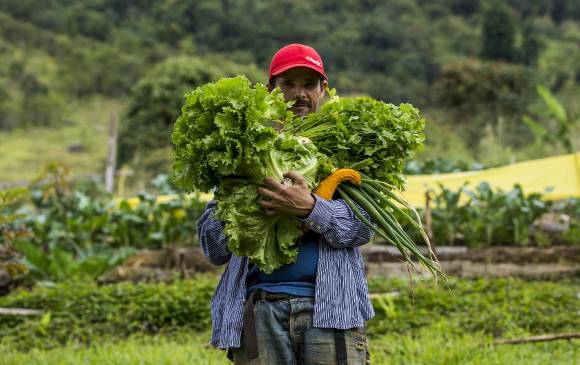 Cultivos y huertas en Antioquia incentivan alimentación saludable