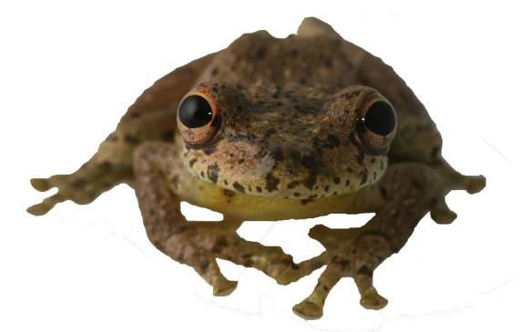 La Scinax caprarius es un anfibio que abunda en hábitats conservados, lo que la excluye de la lista de especies amenazadas. FOTO MINAMBIENTE La Scinax caprarius es un anfibio que abunda en hábitats conservados, lo que la excluye de la lista de especies amenazadas. FOTO MINAMBIENTE
