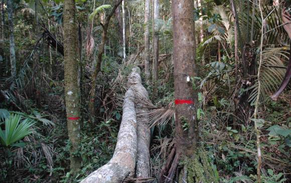 Este año van 12.500 incendios en la Amazonia, el tercer peor registro desde 2003. Acá, árbol caído en una parcela. FOTO Rainfor