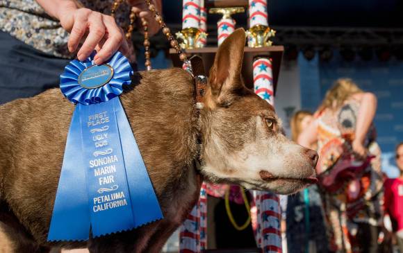 El perro ganador Quasi Modo. FOTO AP El perro ganador Quasi Modo. FOTO AP