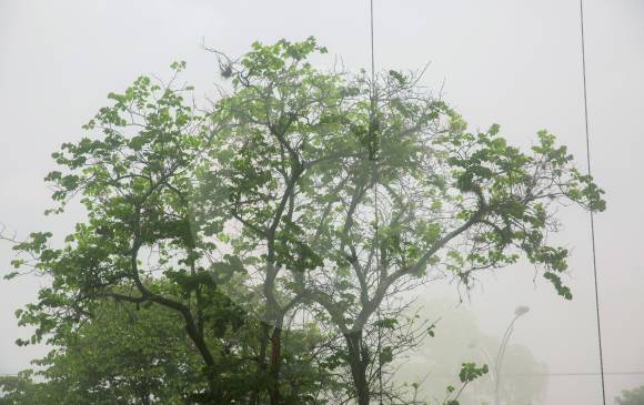 Aunque el día fue soleado, durante ocho minutos una nube de polvo cubrió los árboles y calles vecinas del edificio Mónaco. FOTO<b><span style="text-transform:uppercase"> esteban vanegas</span></b> Aunque el día fue soleado, durante ocho minutos una nube de polvo cubrió los árboles y calles vecinas del edificio Mónaco. FOTO<b><span style="text-transform:uppercase"> esteban vanegas</span></b>