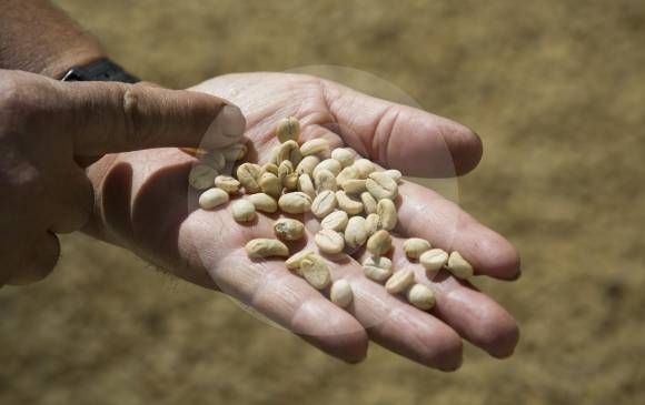 Gobierno apoya al sector cafetero por caída del precio del café