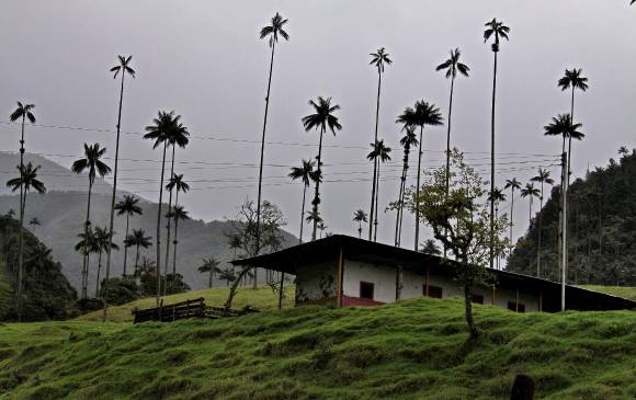 La palma de cera domina el paisaje del valle del Cocora, aunque ha perdido presencia. Es de lento crecimiento. FOTO Archivo