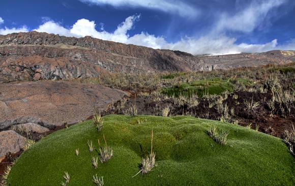 Declarar un Ã¡rea no asegura la conservaciÃ³n de la biodiversidad. En el planeta hay 202.000 Ã¡reas protegidas. FOTO Archivo Parque Los Nevados.