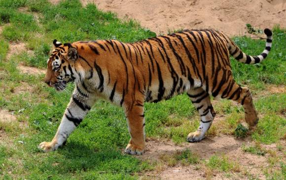 sorprendente hallazgo sobre los tigres