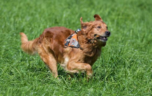 Su nombre es Capo, es uno de los perros de rescate de Redog en Suiza. FOTO AFP Su nombre es Capo, es uno de los perros de rescate de Redog en Suiza. FOTO AFP