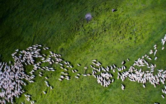 El segundo lugar en naturaleza fue para Szabolcs Ignacz, imagen de un rebaño de ovejas en Rumania. FOTO Cortesía Szabolcs Ignacz y Dronestagram. El segundo lugar en naturaleza fue para Szabolcs Ignacz, imagen de un rebaño de ovejas en Rumania. FOTO Cortesía Szabolcs Ignacz y Dronestagram.