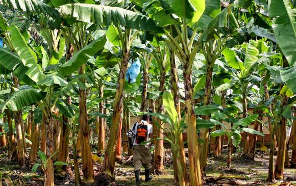 Resultado de imagen para paramilitares empresarios uraba guerra