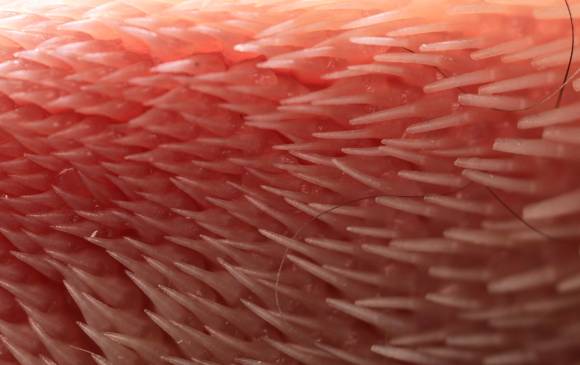 La lengua del gato, una maravillosa máquina