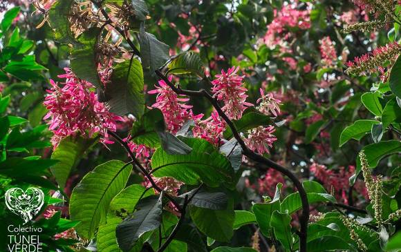 Árboles como la varasanta (en la imagen), el caracolí o el pacó, florecen a lo largo de la cuenca hídrica.