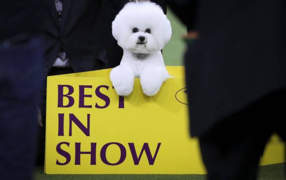 Flynn, el Best in Show. FOTO: Reuters Flynn, el Best in Show. FOTO: Reuters
