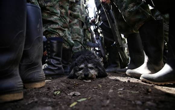 Las Farc continúan en tránsito hacia la legalidad. FOTO COLPRENSA Las Farc continúan en tránsito hacia la legalidad. FOTO COLPRENSA