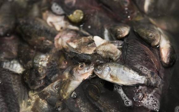 Detrás del Acuario de Explora, otro acuario