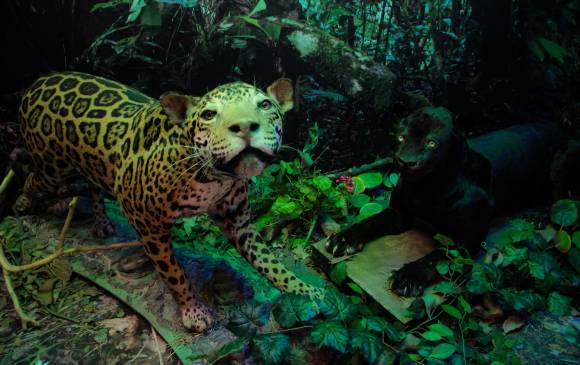 Jaguar / Pantera - s.f. Animal naturalizado. Sala de larga duración - Montaje Biodiversidad animal y diorama de mamíferos
