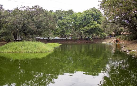 Mortandad de peces en el Parque Tulio Ospina de Bello debido al fenómeno del Niño. FOTO: CARLOS ALBERTO VELÃSQUEZ