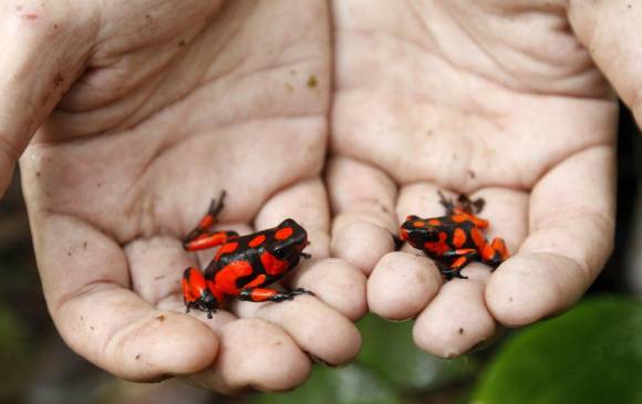 Las ranas del Chocó, un atractivo turístico, beneficio de la biodiversidad. FOTO EDWIN BUSTAMANTE