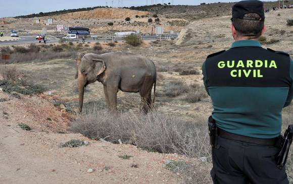 Un camión que transportaba elefantes se vuelca en una carretera de España