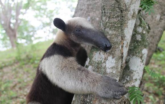 Los hormigueros son mamíferos especializados en consumo de insectos, en particular hormigas y termitas. Un hormiguero gigante consume hasta 30.000 día, siendo un control biológico importante. En la foto una Tamandúa mexicana. FOTO Cortesía C. Rojano