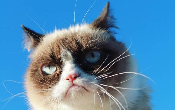 Grumpy Cat, la gata gruñona, gana millonaria demanda