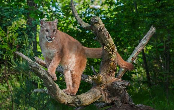 El puma concolor, en la escala, es el segundo felino más grande de América luego del jaguar. Fue detectado en Cimitarra (Santander) y es el máximo indicio de que el jaguar ronda.FOTO cortesía isa