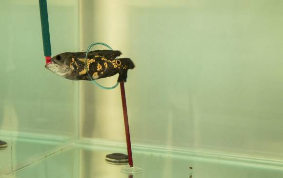 Detrás del Acuario de Explora, otro acuario
