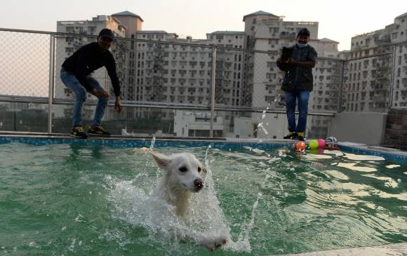 Así es Critterati, el primer hotel de lujos para perros en India. FOTO AFP Así es Critterati, el primer hotel de lujos para perros en India. FOTO AFP