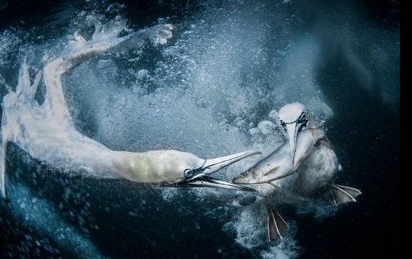 Foto de Tracey Lund de Reino Unido, ganadora en la categoría abierta de naturaleza. FOTO Cortesía Sony World Photography Awards Foto de Tracey Lund de Reino Unido, ganadora en la categoría abierta de naturaleza. FOTO Cortesía Sony World Photography Awards