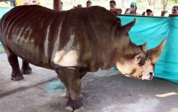 La rinoceronte Vera durante su traslado, en 2011, del zoolÃ³gico Santa Fe a la Hacienda NÃ¡poles. Foto: Archivo Jaime PÃ©rez