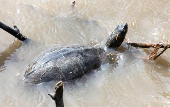 Tortuga liberada en el Magdalena Medio. FOTO CORTESÍA Tortuga liberada en el Magdalena Medio. FOTO CORTESÍA