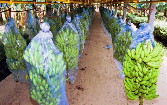 El ICA ante la sospecha de hongo en cultivos de banano ejecutó protocolo de diagnóstico internacional