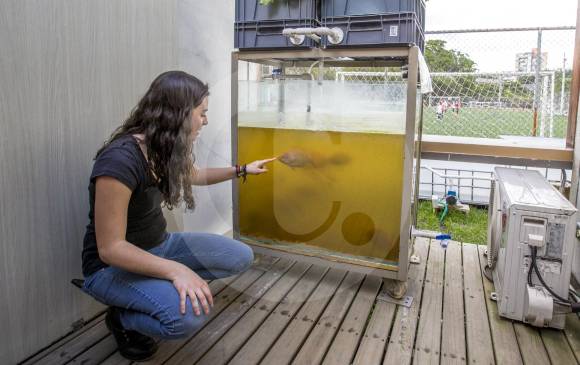 El sistema de acuaponía del Smart Living Lab ubicado en UPB, comprende la producción de hortalizas como la lechuga y un cultivo de peces del tipo tilapia roja. FOTO Jaime pérez Munévar El sistema de acuaponía del Smart Living Lab ubicado en UPB, comprende la producción de hortalizas como la lechuga y un cultivo de peces del tipo tilapia roja. FOTO Jaime pérez Munévar