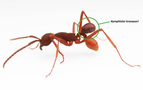 Escarabajo Nymphister kronaueri, de Costa Rica. Vive entre hormigas, mide 1,5 milímetros, en una sola especie de estas. Su color y forma es igual a la del abdomen de sus hospderos. Foto iise