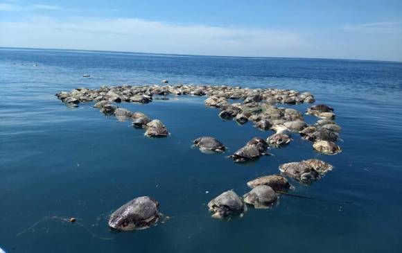 Hallan cientos de tortugas muertas en el Pacífico mexicano