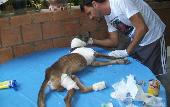 Este es Francisco de Jesús, el perro rescatado en Brasil con una herida abierta en su pata y oreja y lleno de gusanos. El perrito fue salvado. FOTO Cortesía