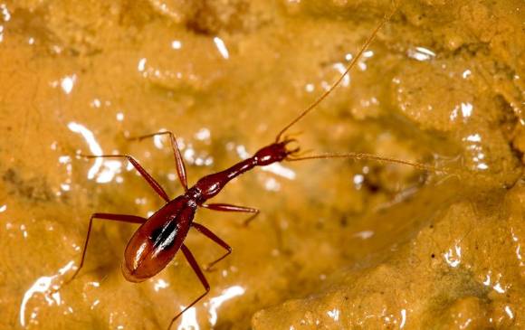 Escarabajo de caverna (Xuedytes bellus) de China se adaptó a la vida en oscuridad total, tiene apéndides largos tipo araña, carece de alas, ojos y pigmentación. Foto iise