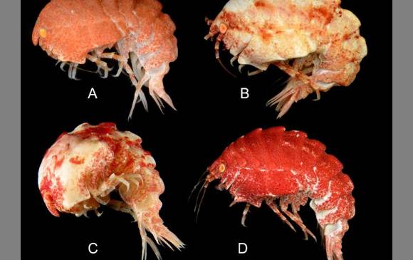Anfípodo (Epimeriaquasimodo), del Atlántico, un crustáceo encorvado, de ahí su nombre. Una de 26 especies de anfípodos Epimeria. Foto Iise
