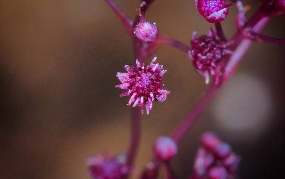 La flor heterotrófica (Sciaphila sugimotoi) de la isla Ishigaki de Japón no captura la energía solar por fotosíntesis sino que la deriva de un hongo que vive en ella. Foto Iise