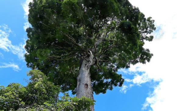 Árbol de la selva atlántica en Brasil, Dinizia jueirana-facao, mide hasta 40 metros y pesa unas 62 toneladas. Apenas quedan unos 25 individuos. Foto Iise