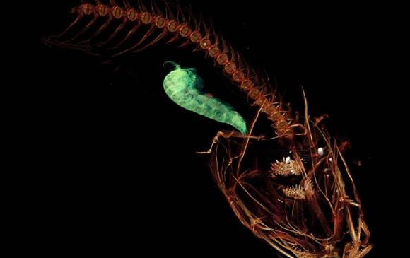 Pez baboso (Pseudoliparis swirei) del Pacífico occidental, en las fosas Marianas, es el habitante marino que vive a mayor profundidad. Mide unos 112 milímetros. Foto iise