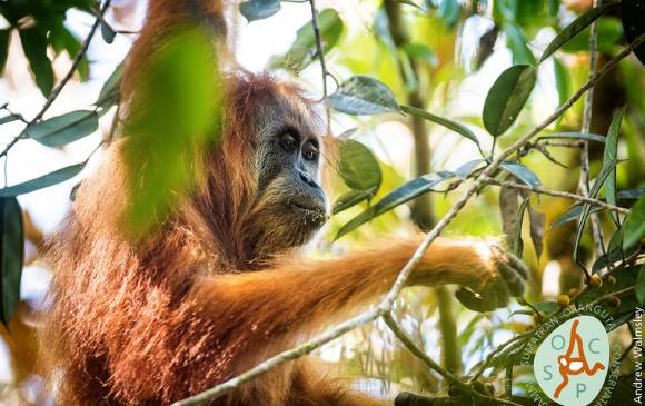 Orangután tapanuli (Pongo tapanuliensis) de Sumatra. Solo quedan unos 800 individuos en un área de unos 1.000 kilómetros cuadrados. Foto Iise