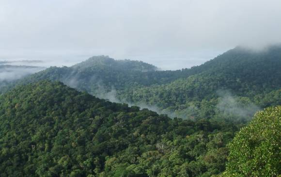 No todas las especies de árboles grandes tienen distribución uniforme en la Amazonia y no todas son las dominantes en todo lugar. Fotografía del dosel amazónico. FOTO Roel Brienen