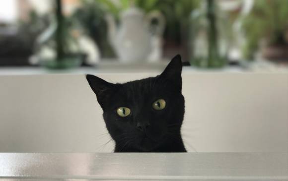 El reconocimiento facial de Google ya funciona hasta con perros y gatos