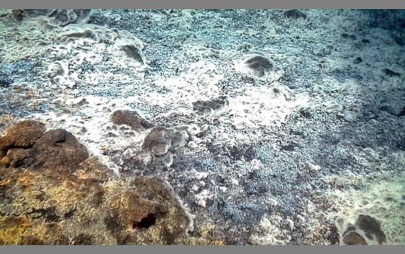 La bacteria volcánica (Thiolava veneris) cubrió el volcán submarino Tagoro de las islas Canarias cuando explotó. Cubrió un área de unos 2.000 metros cuadrados. Foto Iise