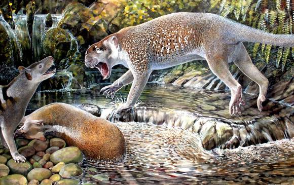 El león marsupial (Wakaleo shouteni) de Australia, que vivió hace unos 23 millones de años. Pesaba unas 50 libras y fue encontrado recientemente. Foto iise