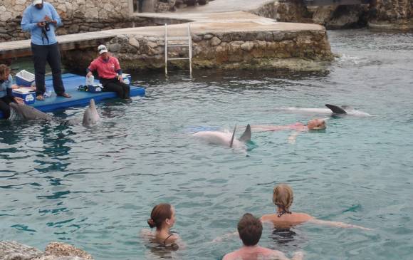 Una de las atracciones más demandadas del Acuario de Curazao es la Academia de Delfines. Una de las atracciones más demandadas del Acuario de Curazao es la Academia de Delfines.