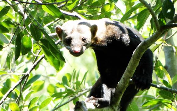 La taira es un carnívoro muy esquivo que habita las partes altas. FOTO Andrés Arias La taira es un carnívoro muy esquivo que habita las partes altas. FOTO Andrés Arias
